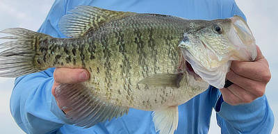 Fishing is great at Lake Tyler in East Texas!